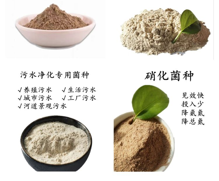 厭氧菌種詳情頁6.png