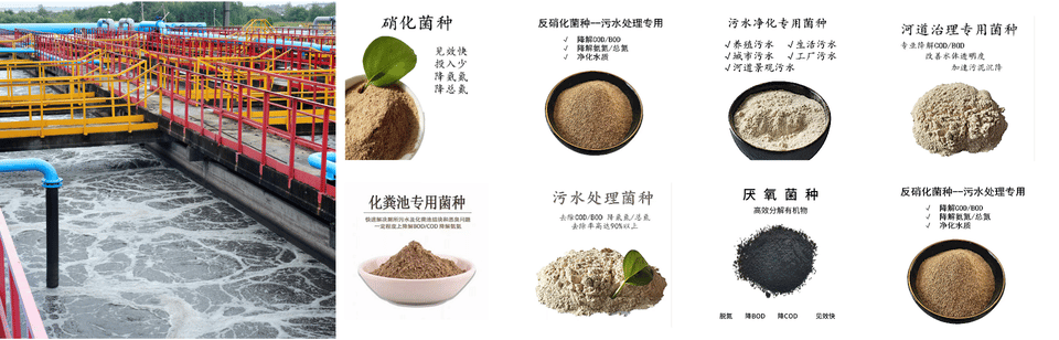 污水處理菌種